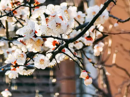 קאסינו777 קזינו אפליקציה לנייד